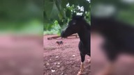 LiveLeak - Stupid man riding horse, gave that