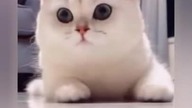 neko