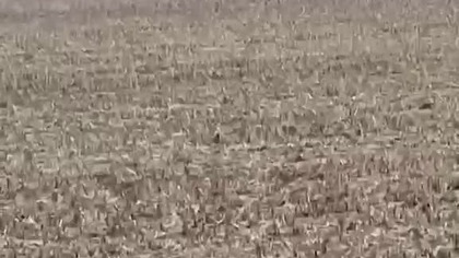 Nie idę tam, za dużo ich jest.