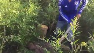 Amazing Catch Water snake Top 10 Viral Video 2017 Catch water snake with simple trap snake Cambodia