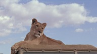 Elza z afrykańskiego buszu - Born Free (Dramat, Familijny, Przygodowy, 1966) lektor