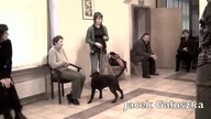 Metoda szkolenia psów Click & Voice Lekcja 1