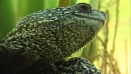 Ż&Oacute;ŁW BŁOTNY - PERŁA HERPETOFAUNY KOZIENICKIEGO PARKU KRAJOBRAZOWEGO