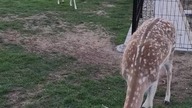 2 Reindeers 