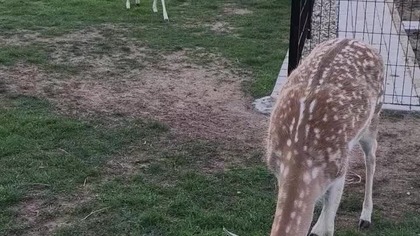 2 Reindeers 