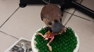 Oswojona pustułka (Falco tinnunculus) - samiec