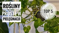 TOP 5 - Rośliny PROSTE w PIELĘGNACJI