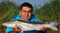 Sandacz na trupka i karpie nocą z trudnego łowiska - wędkarstwo