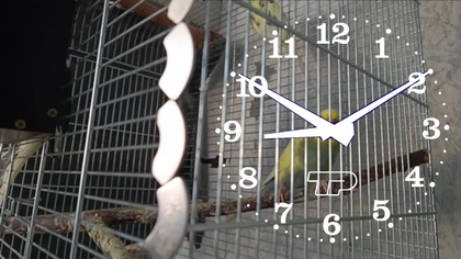 HL2 EP1 sztrim sylwestrowy