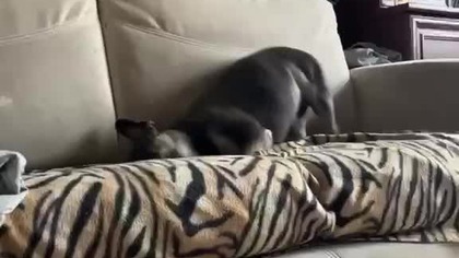 Wszędzie trzeba zostawić trochę sierści .