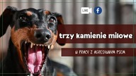 Trzy kamienie milowe w pracy z agresywnym psem