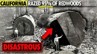 Why California Razed its Ancient Redwood Forests