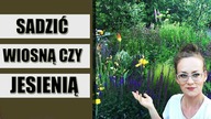 Rośliny lepiej sadzić wiosną czy jesienią ? Plusy i minusy wiosennych i jesiennych nasadzeń