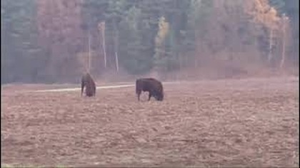 Stado żubrów w Nadleśnictwie Smolarz