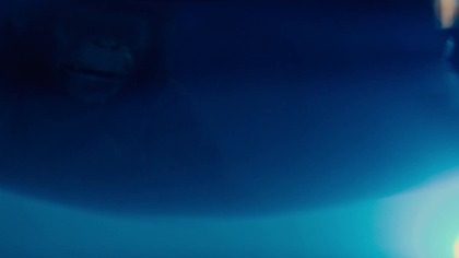 Primate. 2025.pl. 1080p. AMZN. WEB-DL. XviD. AC3-MAXX