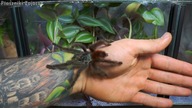 Dopuszczanie Caribena versicolor!
