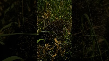 Chodzący kaktus.  #nature #travel #vlog #podróże #śmieszne #polska