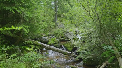 Peaceful Sound of Water in a Green Forest ¦ Calming Nature Sounds for Studying and Focus 
