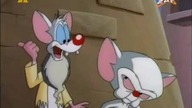 Pinky i M&oacute;zg S03E06 - Wszystko czego ci trzeba to Narf - Plan Pinkyego