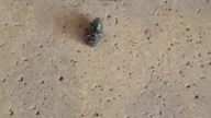 Dancing Housefly #shorts