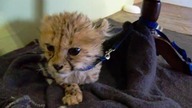Słodki mały gepard