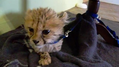 Słodki mały gepard