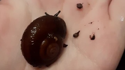 Leptaxis undata adult & juvenile 