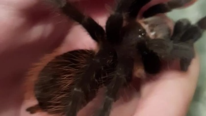 Tliltocatl vagans (e.  Brahypelma vagans)