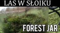 Las w słoiku, how to make forest jar terrarium, forest in jar