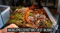 Aktualizacja SKOLOPENDR + nowe pająki właściwe 