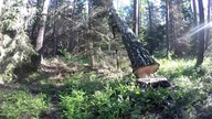Praca w lesie 2017 - ścinka drzew