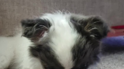 Chihuahua Luna Day 29