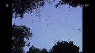 Planeta Ziemia S01E04 - Jaskinie (Lektor)