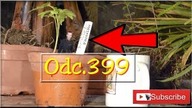 Odc. 399.  Pomidory z nasion, przesadzanie 2018r.