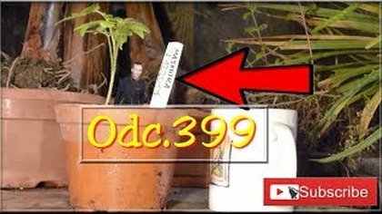 Odc. 399.  Pomidory z nasion, przesadzanie 2018r.