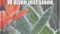 Kolejna zimna noc.  Może być kilka stopni poniżej zera