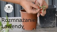Jak rozmnożyć lawendę? Rozmnażanie lawendy przez pędy zielne