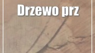 Tragedia podczas wycinki