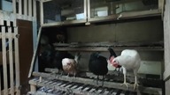 Garden kuRaż * kury ozdobne * Koguty ayam cemani i kosowski pieją