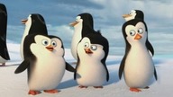 Pingwiny z Madagaskaru, Wiewiórki natoons- Jajka niespodzianki- Baw się z nami