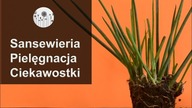 Sansewieria, wężownica, język teściowej. Pielęgnacja, wymagania, uprawa i ciekawostki.