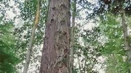 Daglezje Zielone pod Koszalinem! Arboretum w Karniszewicach! SK na Wypadzie! #chill #las #wakacje