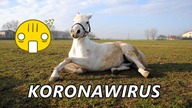 Koronawirus u koni