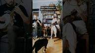 Koty mają dość