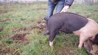 Jak wyprostować świński ogon...
