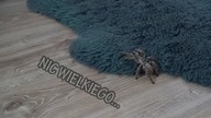 Maculata biega po pokoju  Nowe terraria dla dorosłych samic H.  maculata oraz P.  miranda