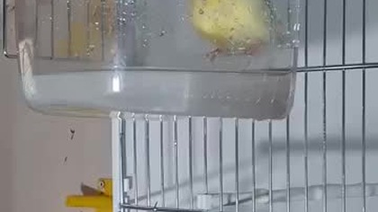 Kanarek Gloster w kąpieli #kanarki