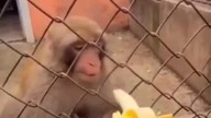 Apocalypse of the planet of the apes 
