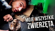 Moje WSZYSTKIE Pająki! Co teraz posiadam? Jakie będą filmy?