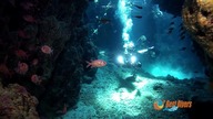 Wrak na rafie Shaab El Alam - Best Divers